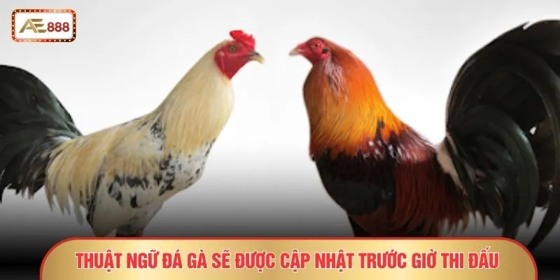 Thuật Ngữ Đá Gà - 30 Khái Niệm Sát Phạt Dễ “Bay Màu” 2 Thuật ngữ đá gà sẽ được cập nhật trước giờ thi đấu